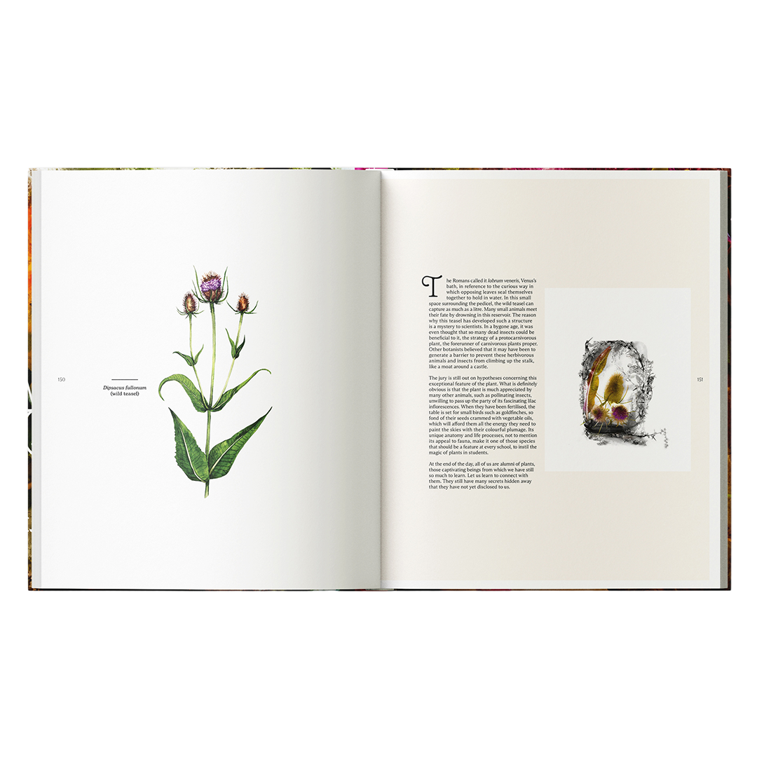 FLORA_0000s_0000_BDP_Flora_Inners_012